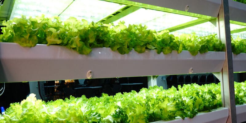 Lettuce, Agricultural Field, Vegetable, Asia, Farm