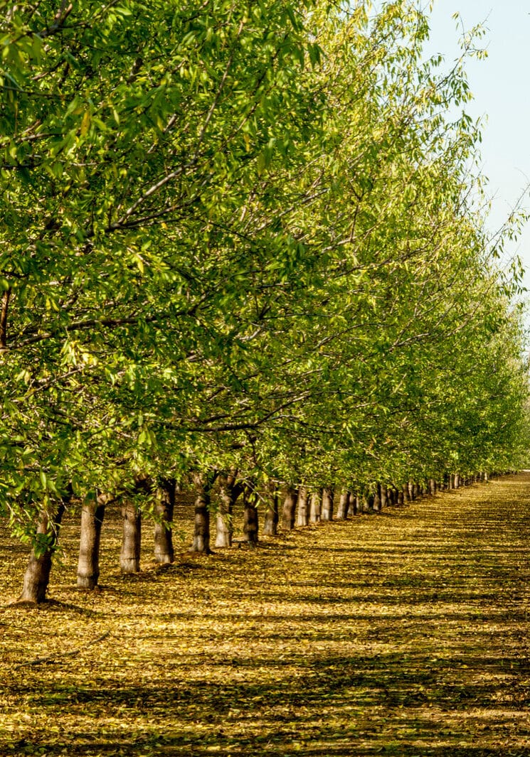 Almond orchard, Central Valley, California